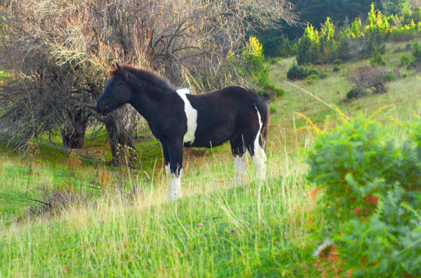 Gorgeous black horse