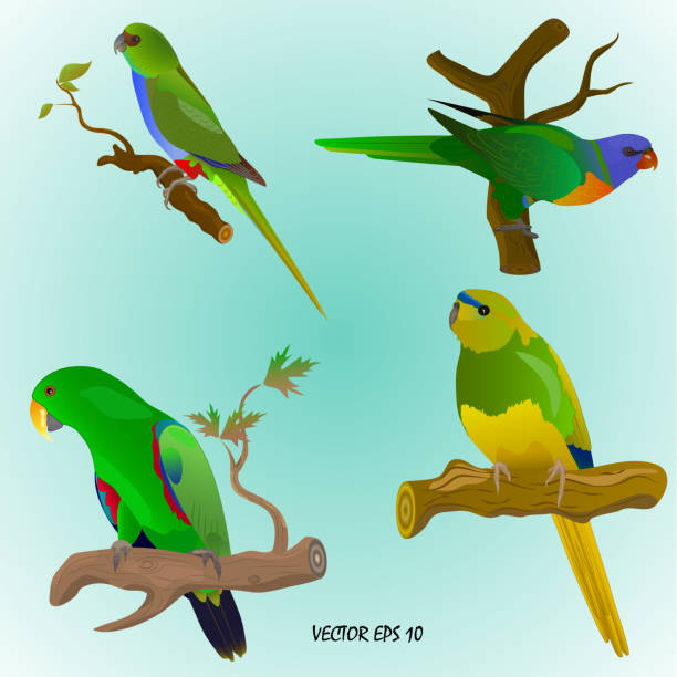 ilustrações, clipart, desenhos animados e ícones de conjunto de quatro papagaios coloridos realistas - parrot multi colored bird perching