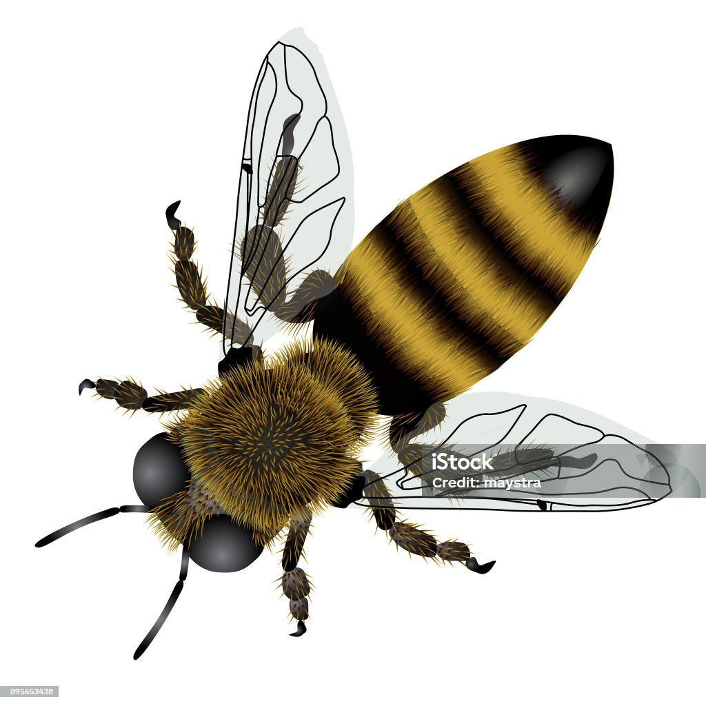 Detailed drawing of bee with transparent wings Detailed drawing of bee with transparent wings. Vector Illustration Honey Bee stock vector