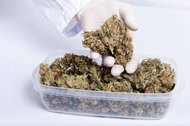 istock A doctor takes a medicinal cannabis bud 895653980