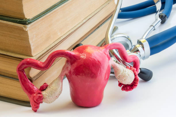Process of study of female reproductive system photo. Model of uterus with fallopian tubes and ovaries is next to books and stethoscope. Study of women organs in medical university, college, school proceso de estudio de foto sistema reproductivo femenino. modelo de útero con las trompas de falopio y los ovarios está al lado de libros y un estetoscopio. estudio de los órganos de las mujeres en la universidad médica, colegio, escuela