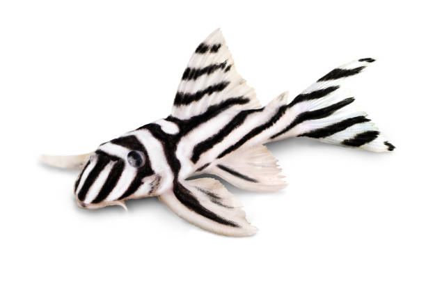 Zebra Pleco L-046 Hypancistrus zebra Plecostomus aquarium fish Zebra Pleco L-046 Hypancistrus zebra Plecostomus aquarium fish hypostomus plecostomus stock pictures, royalty-free photos & images