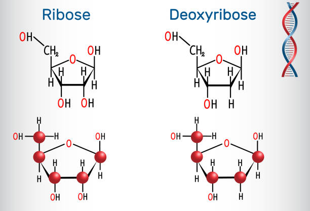 Ribose and deoxyribose molecules, they are monosaccharides and form part of the backbone of DNA and RNA Ribose and deoxyribose molecules, they are monosaccharides and form part of the backbone of DNA and RNA. Structural chemical formula and molecule model. Vector illustration dna nucleotide stock illustrations