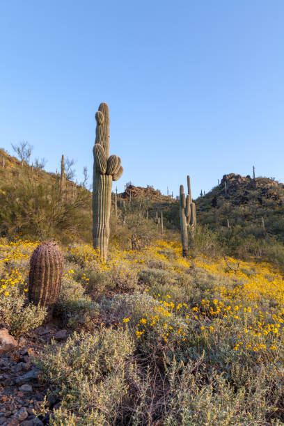 istock Spring Wildflowers in the Arizona Desert 895672122