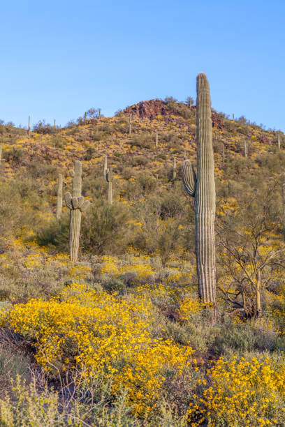 istock Spring Wildflowers in the Arizona Desert 895672242