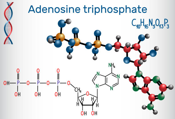 Adenosine triphosphate (ATP) molecule, is intracellular energy transfer and required in the synthesis of RNA Adenosine triphosphate (ATP) molecule, is intracellular energy transfer and required in the synthesis of RNA. Structural chemical formula and molecule model. Vector illustration human genome code stock illustrations