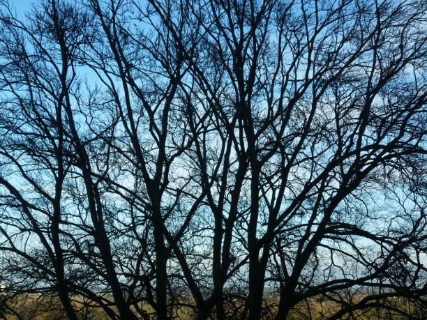 istock Winter trees in Windsor, England, against a bright blue sky 895674694
