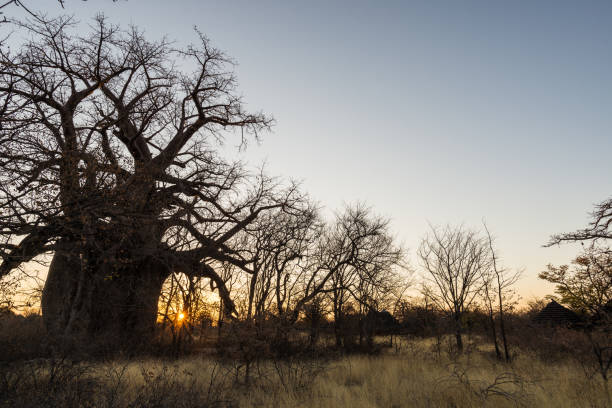 enorme pianta baobab nella savana africana con cielo blu chiaro all'alba. botswana, una delle destionation di viaggio più attraenti in africa. - clear sky branch tree trunk uncultivated foto e immagini stock