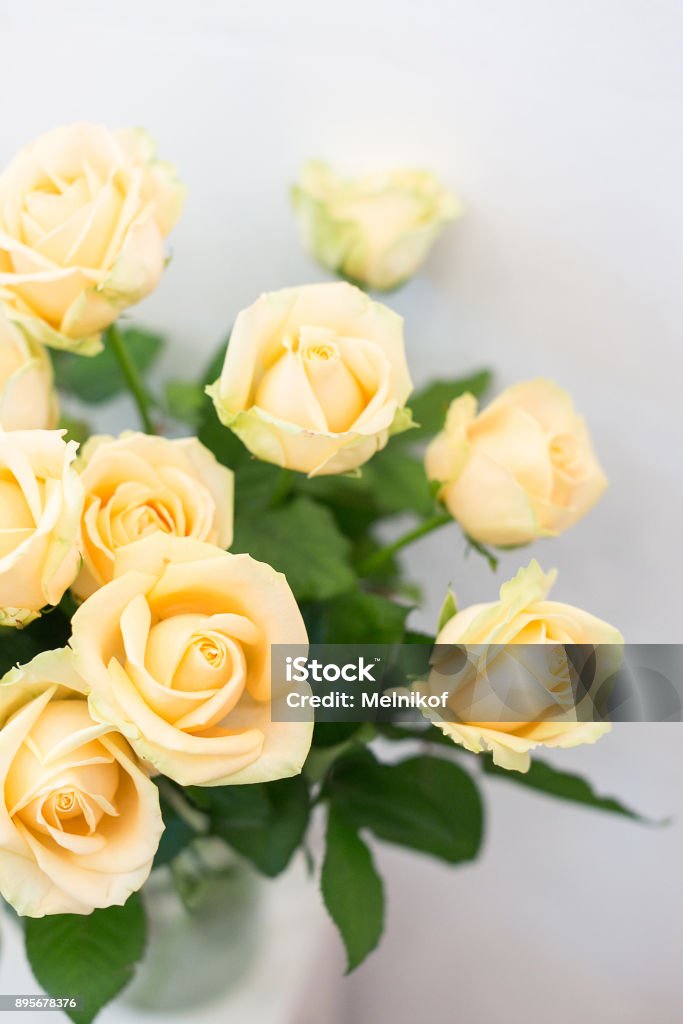 Boda Plantación Concepto De Arreglo De Flores Cerca De Grandes Brotes Delicados De Flores Maravillosas Están Destacando Rosas Amarillo Cremosa En El Fondo Blanco Foto de stock y más banco de imágenes Boda Plantación Concepto De Arreglo De Flores Cerca De Grandes Brotes Delicados De Flores Maravillosas Están Destacando Rosas Amarillo Cremosa En El Fondo Blanco Foto de stock y más banco de imágenes
