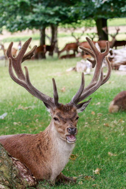 Reindeer When I went around this reindeer, he started to make sone noise, may be he was frigtened, when I stayed back keeping my camera on my side, it allowed me to click this shot, which I think a very good one bucktooth stock pictures, royalty-free photos & images