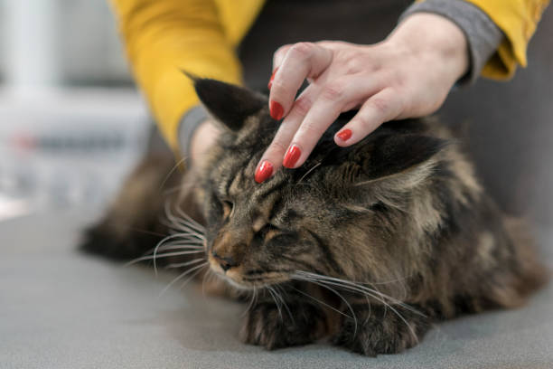 istock The girl is stroking a big cat 895678680