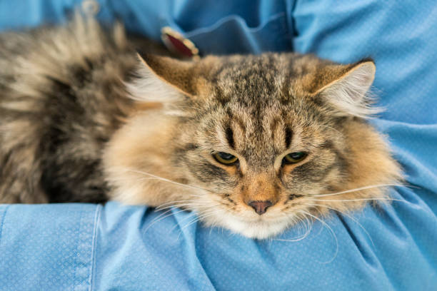 istock Siberian brown cat, brown tabby long haired 895683336