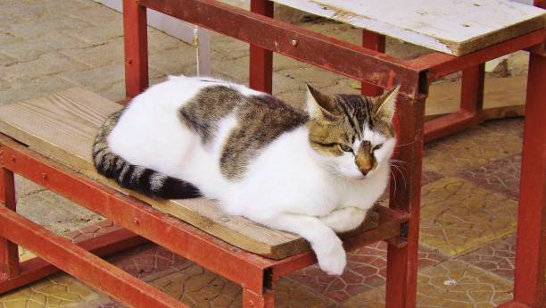 istock A self-confident Tunisian cat, Carthage, Tunisia. 895683704