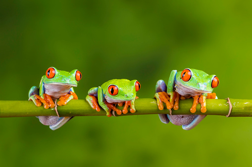 Red-eyed tree frogs sat on some bamboo