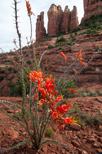 Beautiful red cactus blooming in desert surrounding Sedona Arizona