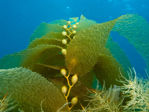 Focus on air bladders on kelp plant