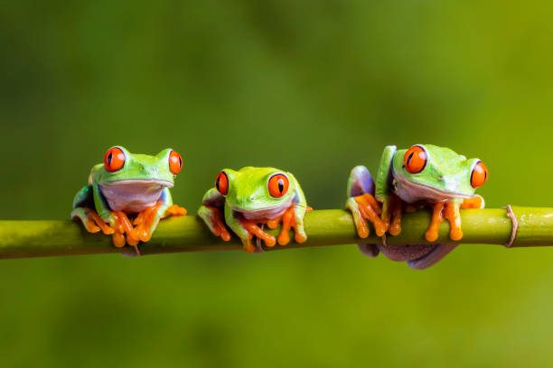 istock Three Little Red-Eyed Frogs 895686886