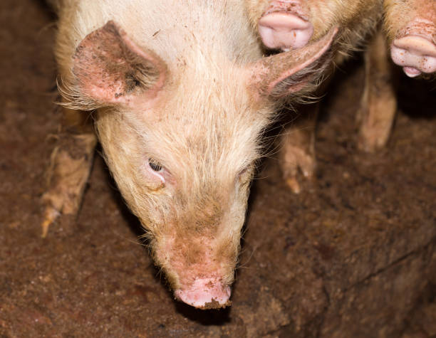 istock portrait of a pig on a farm 895692074