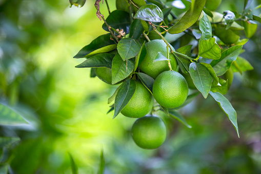 Naranjo con frutas maduran photo