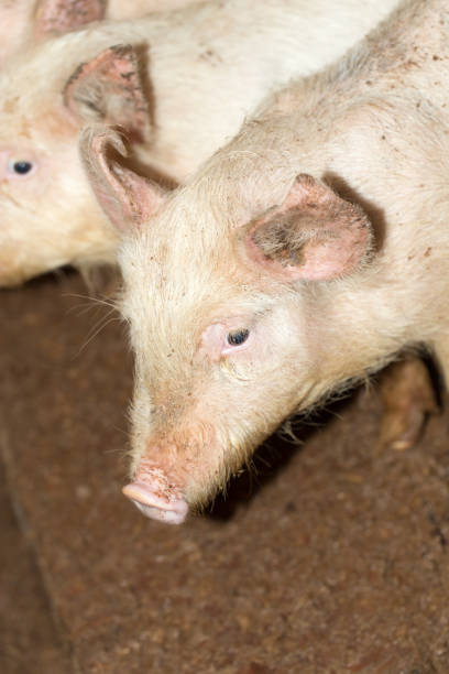 istock portrait of a pig on a farm 895696436