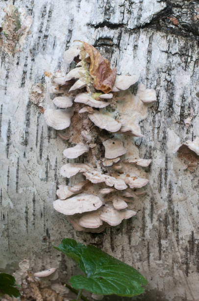 istock Trichaptum biforme parasite mushrooms 895699306