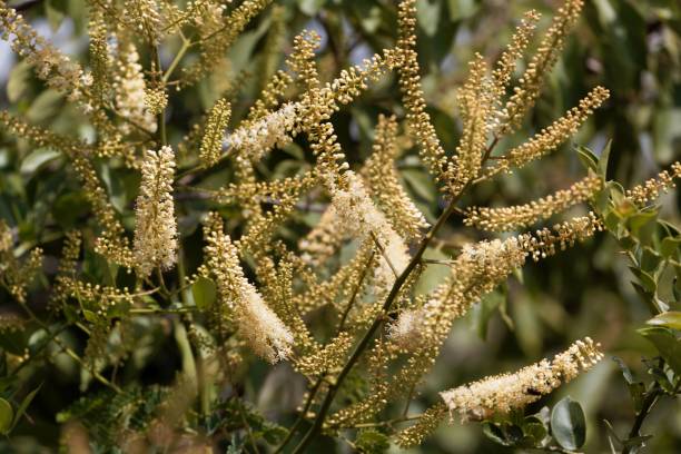 istock Flowers of a redwing bush (Pterolobium stellatum) 895699456