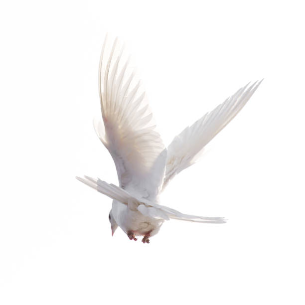 istock A free flying white dove isolated on a white background 895700094