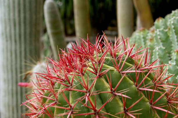 istock cactuses closeup in natural conditions 895703480