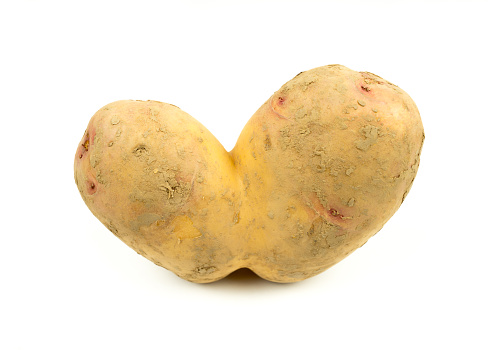 Conjoined Siamese potato on a white background with copy space. Potential use as wonky / ugly vegetable or food waste concept.