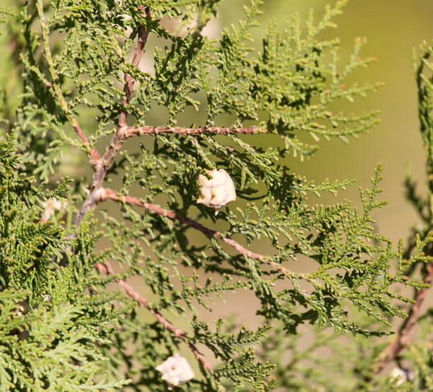 istock Green Hedge of Thuja Trees 895705586