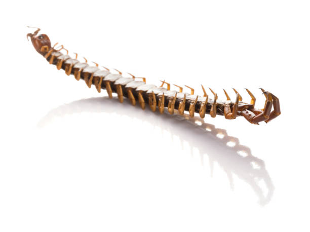 istock dead body of a giant size centipede on a white background 895713144