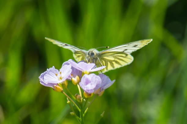 花の蝶エゾスジグロシロチョウ - black veined white butterfly ストックフォトと画像