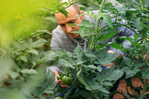istock Man in tomato greenhouse 895716430