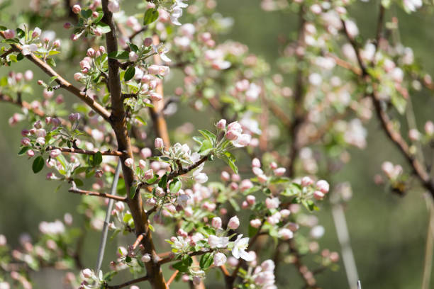 istock Beautiful flowers on the tree in nature 895716494