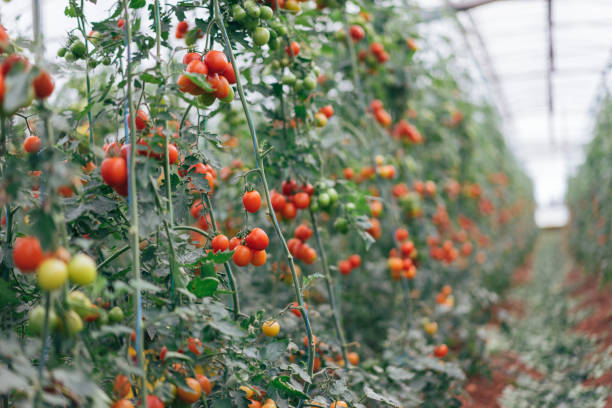 istock Natural tomato greenhouse 895716690