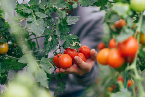 istock Young man gathering tomatoes in greenhouse 895719102