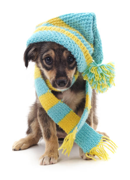 istock Dog in a cap and scarf. 895719468