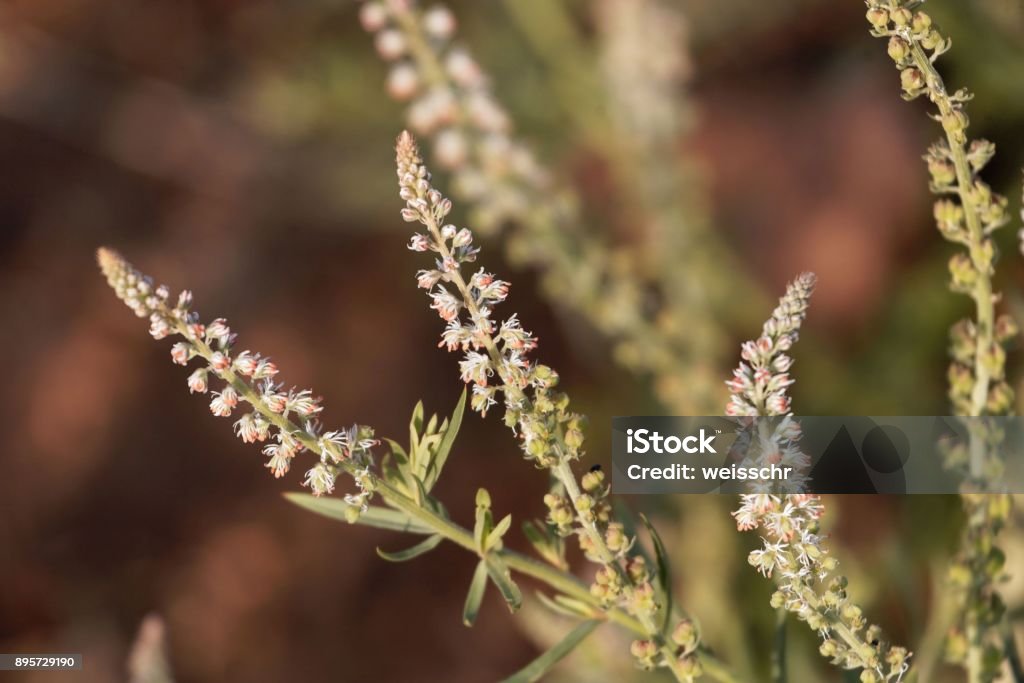 Flowers of Caylusea abyssinica Flowers of Caylusea abyssinica, a wild plant in East Africa. Africa Stock Photo