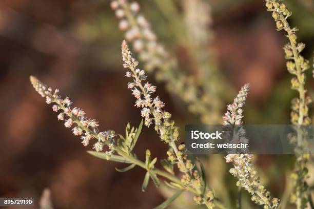 Flowers Of Caylusea Abyssinica Stock Photo - Download Image Now - Africa, Beauty, Blossom