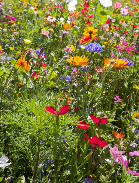 istock Field of summer wild flowers 895729336