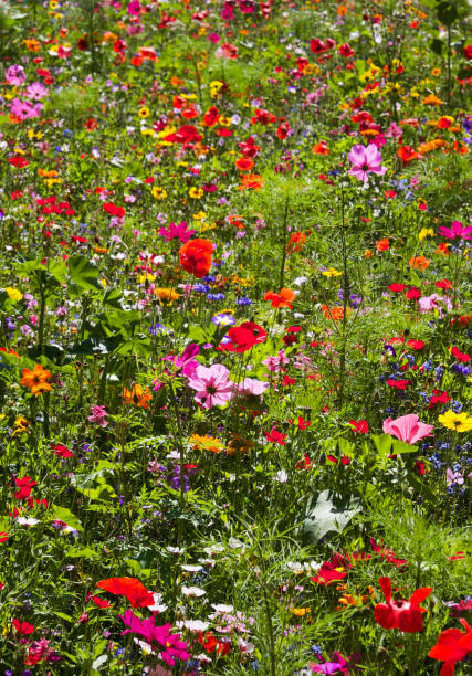 istock brightly coloured wild flower meadow 895729420