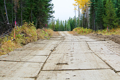 Un camino hecho de esteras de pantano en el bosque photo