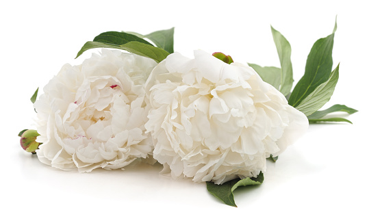 Two white peonies isolated on a white background.