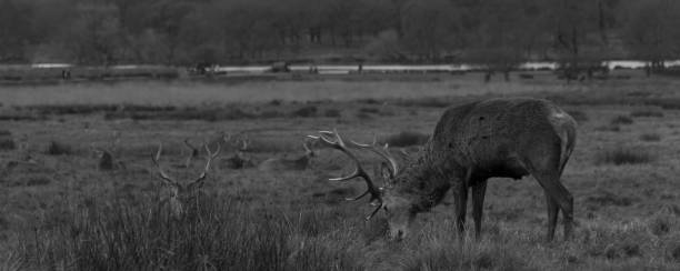 istock Richmond Park London 895739562