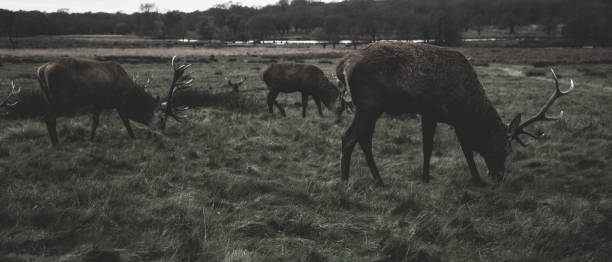 istock Richmond Park London 895741094