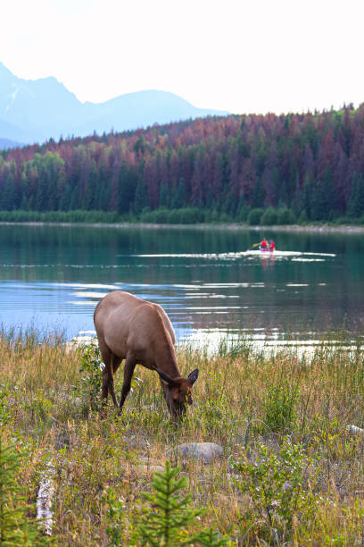 istock An elk grazes as a canoe paddles by in the background 895743512