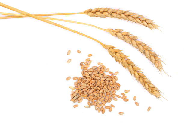 istock grain and ears of wheat isolated on white background. Top view 895743780