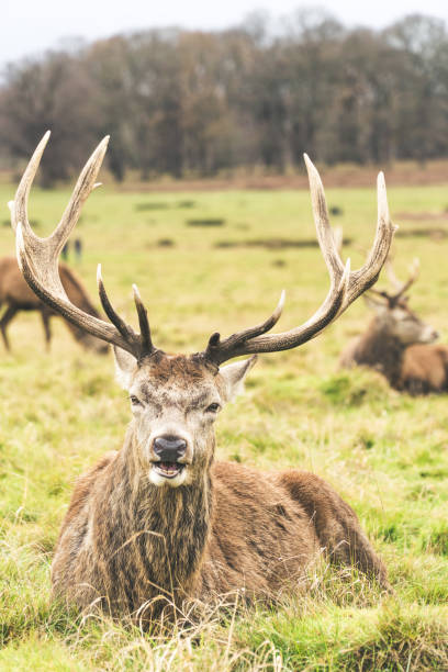 istock Richmond Park London 895743848