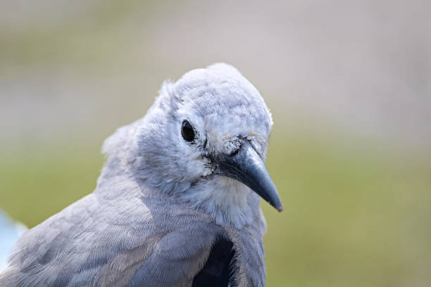 istock Closeup of a Clarks Nutcracker bird head 895744146