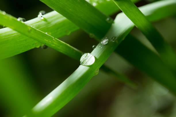 istock drops of dew on the green grass. close 895746192